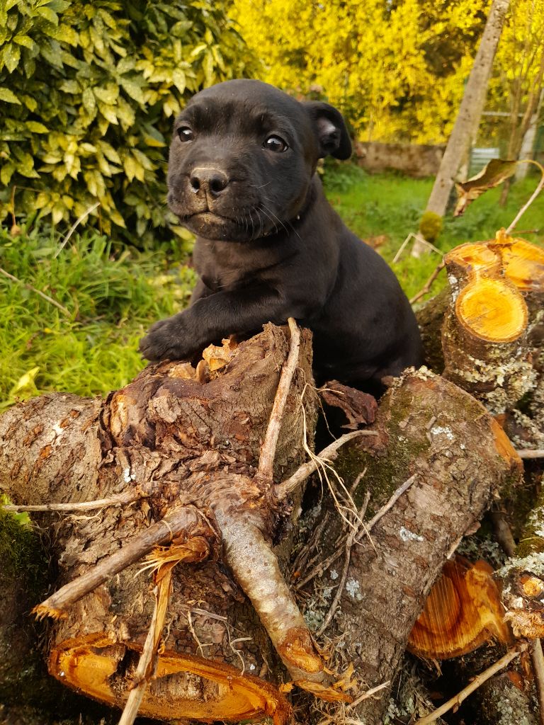 The Diamond Family - Chiot disponible  - Staffordshire Bull Terrier