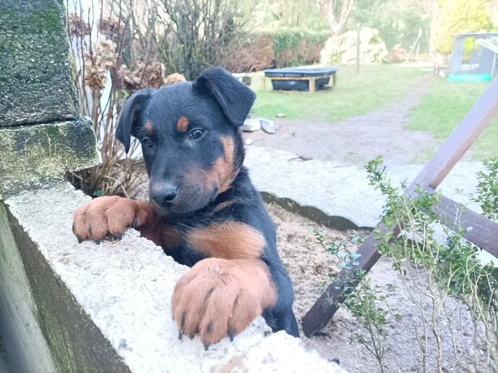 The Diamond Family - Chiot disponible  - Berger de Beauce