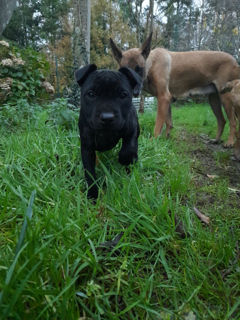 The Diamond Family - Chiot disponible  - Staffordshire Bull Terrier