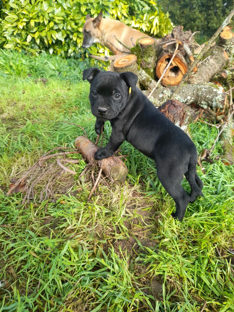 The Diamond Family - Chiot disponible  - Staffordshire Bull Terrier