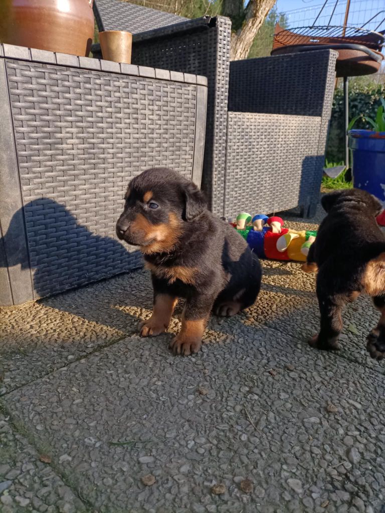 The Diamond Family - Chiot disponible  - Berger de Beauce