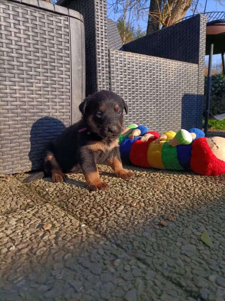 The Diamond Family - Chiot disponible  - Berger de Beauce