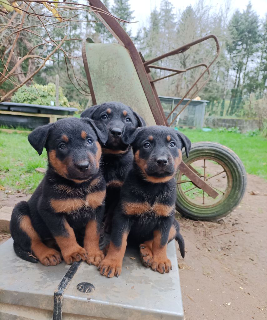 The Diamond Family - Chiot disponible  - Berger de Beauce