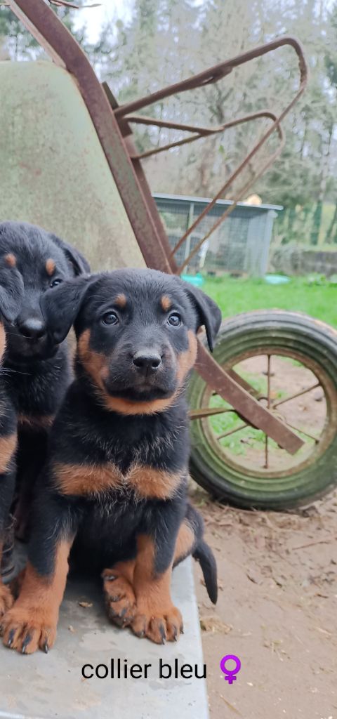 The Diamond Family - Chiot disponible  - Berger de Beauce