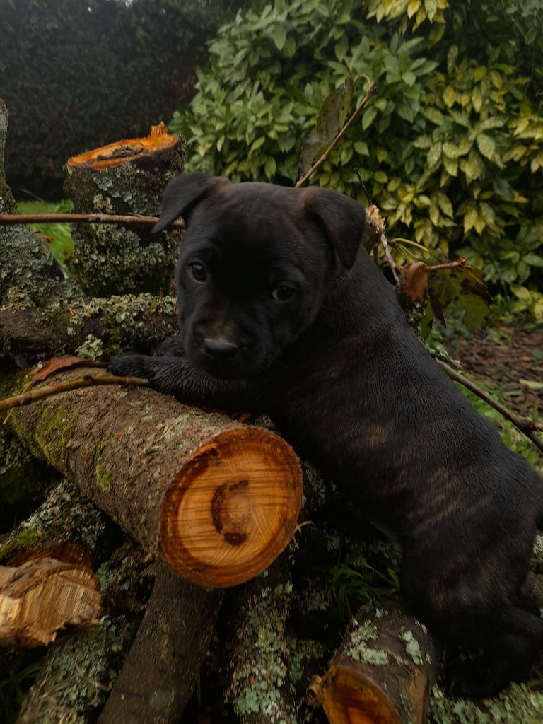 The Diamond Family - Chiot disponible  - Staffordshire Bull Terrier