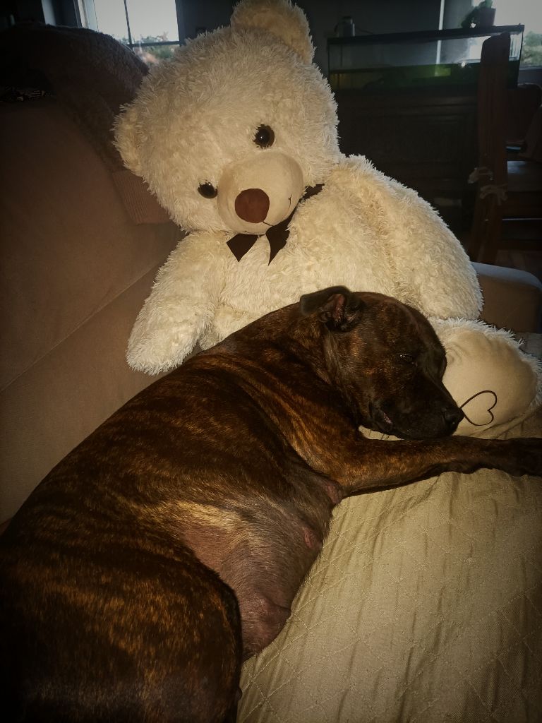 Les bébés staffie arrive !