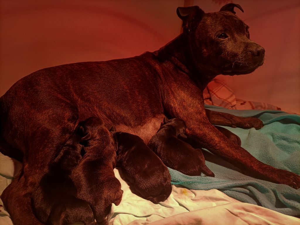 The Diamond Family - Chiots disponibles - Staffordshire Bull Terrier