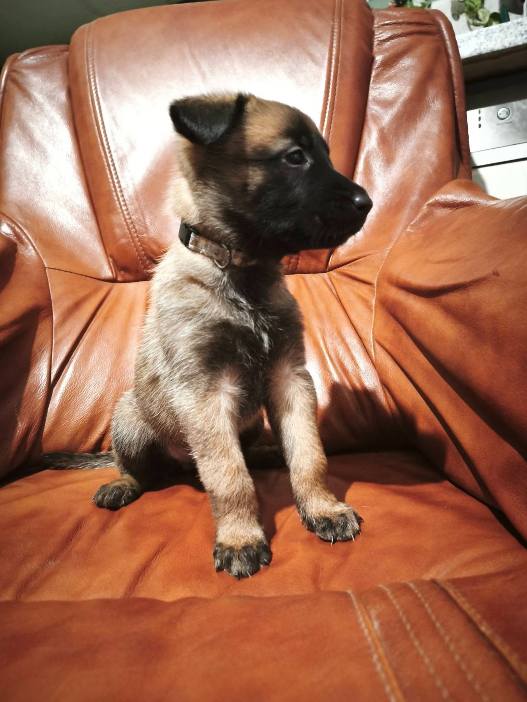 The Diamond Family - Chiots disponibles - Berger Belge