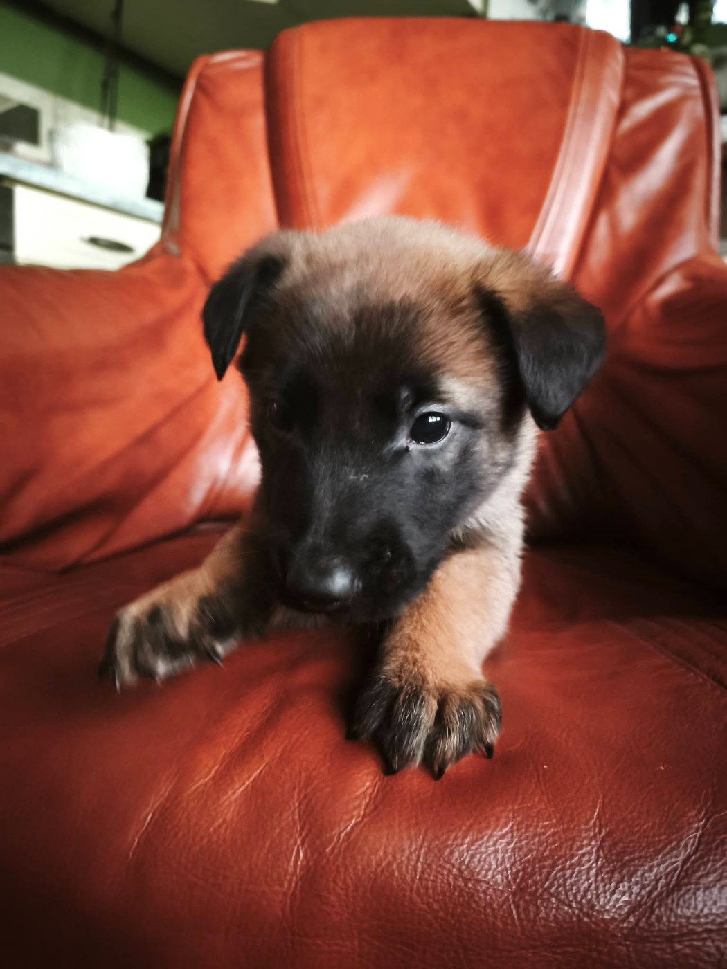 The Diamond Family - Chiots disponibles - Berger Belge