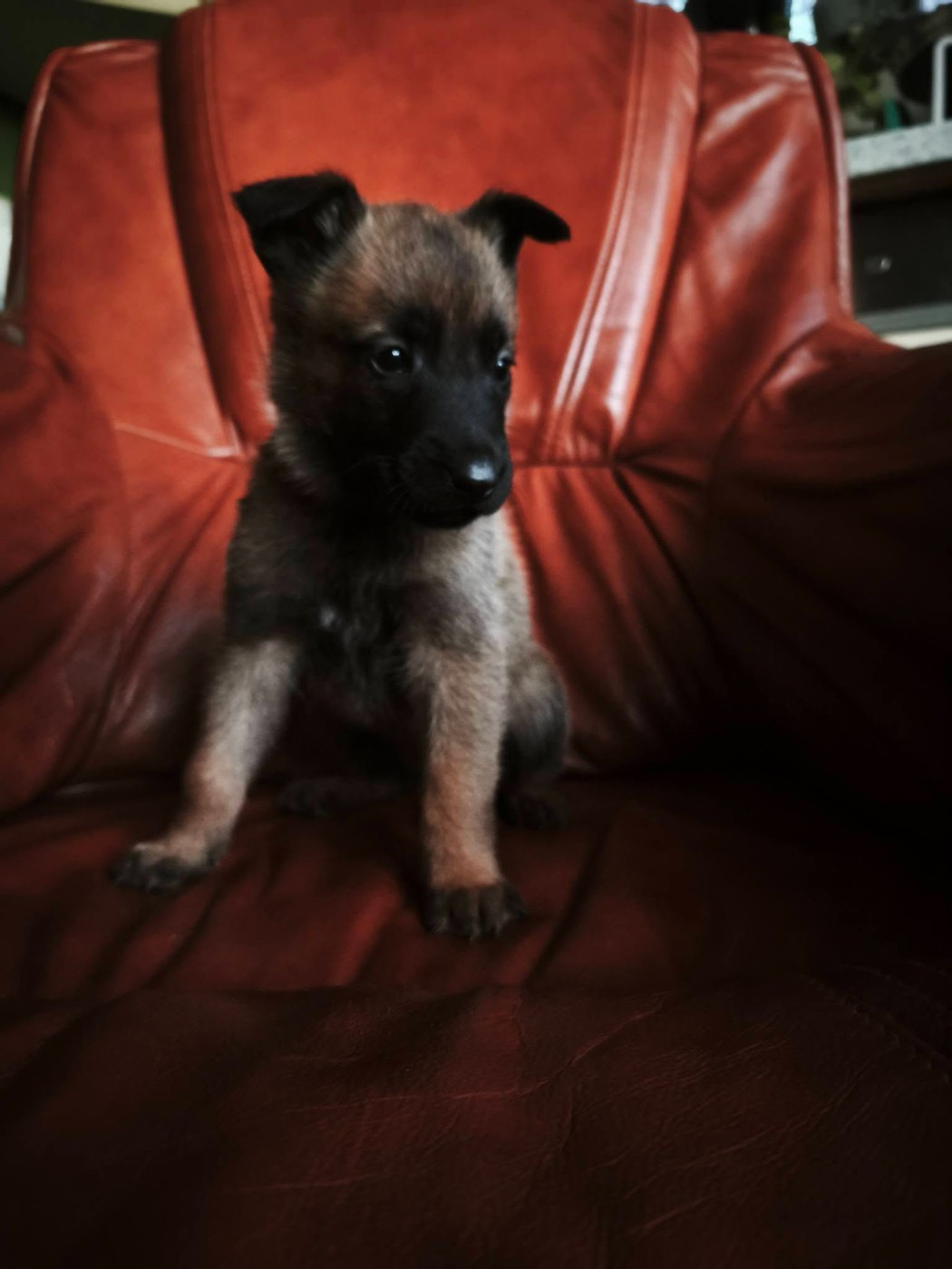 The Diamond Family - Chiots disponibles - Berger Belge