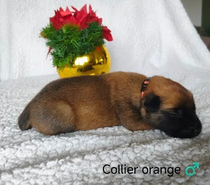 The Diamond Family - Chiots disponibles - Berger Belge