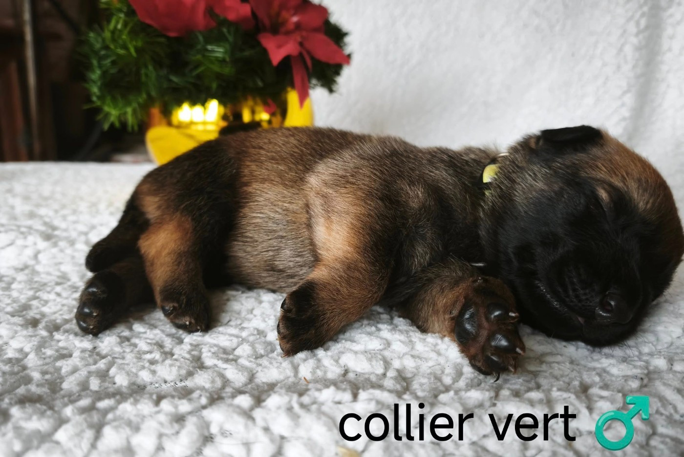 The Diamond Family - Chiots disponibles - Berger Belge