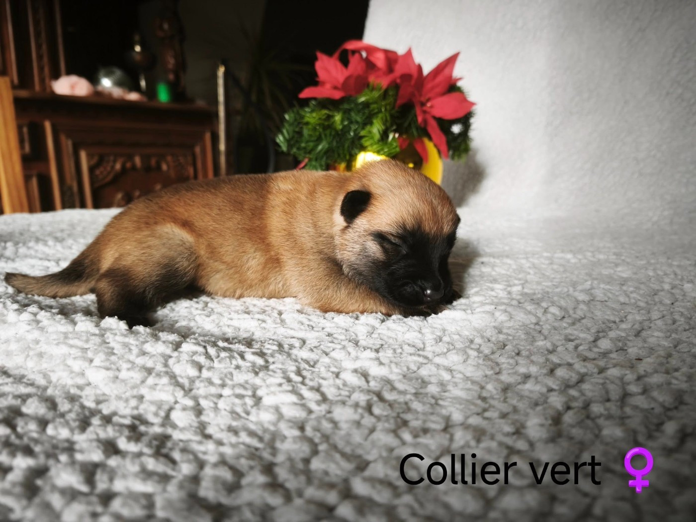 The Diamond Family - Chiots disponibles - Berger Belge