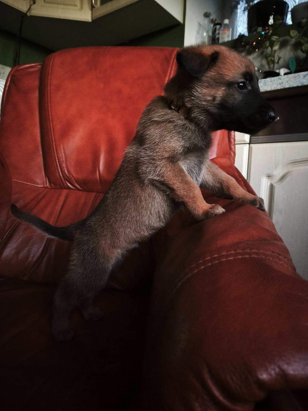 The Diamond Family - Chiots disponibles - Berger Belge