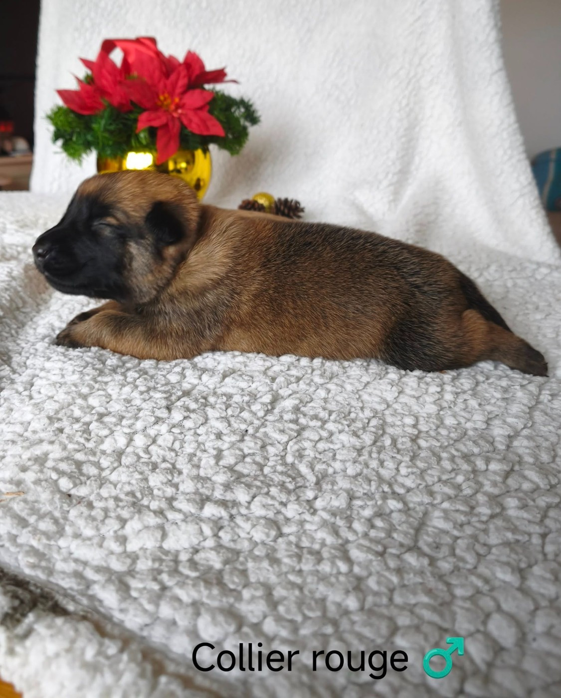 The Diamond Family - Chiots disponibles - Berger Belge