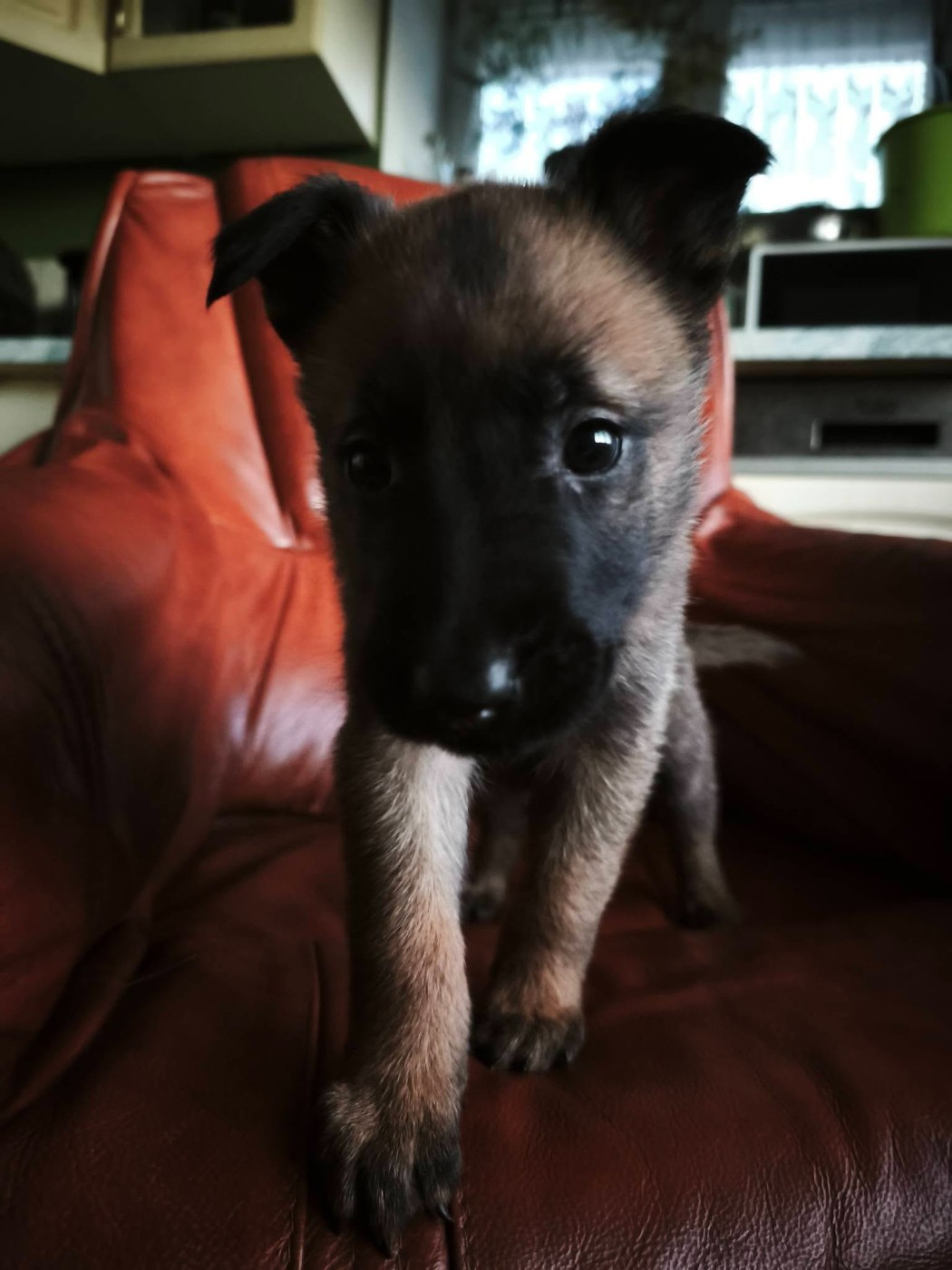 The Diamond Family - Chiots disponibles - Berger Belge