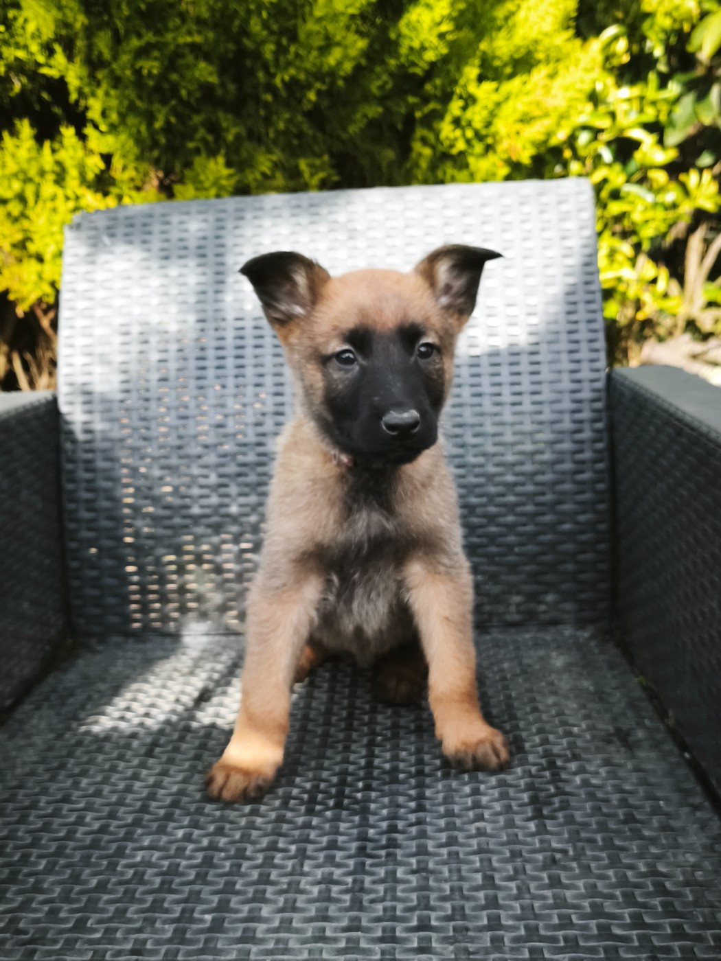 The Diamond Family - Chiots disponibles - Berger Belge