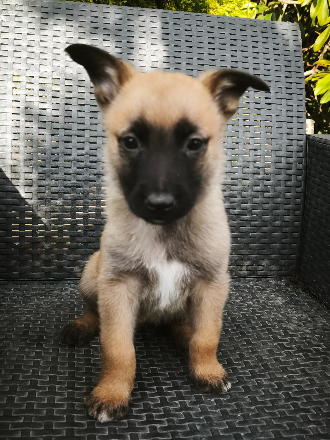 The Diamond Family - Chiots disponibles - Berger Belge