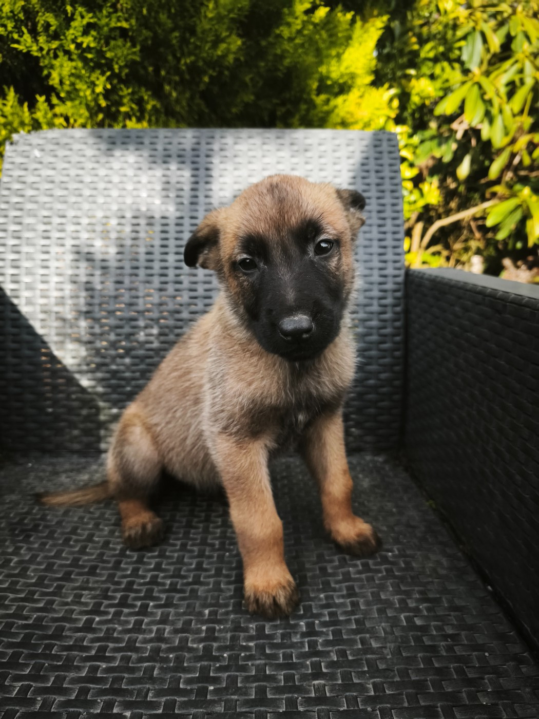 The Diamond Family - Chiots disponibles - Berger Belge