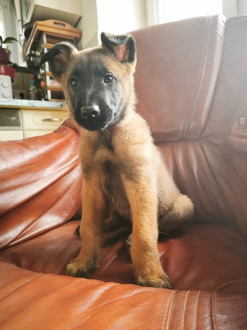 The Diamond Family - Chiots disponibles - Berger Belge