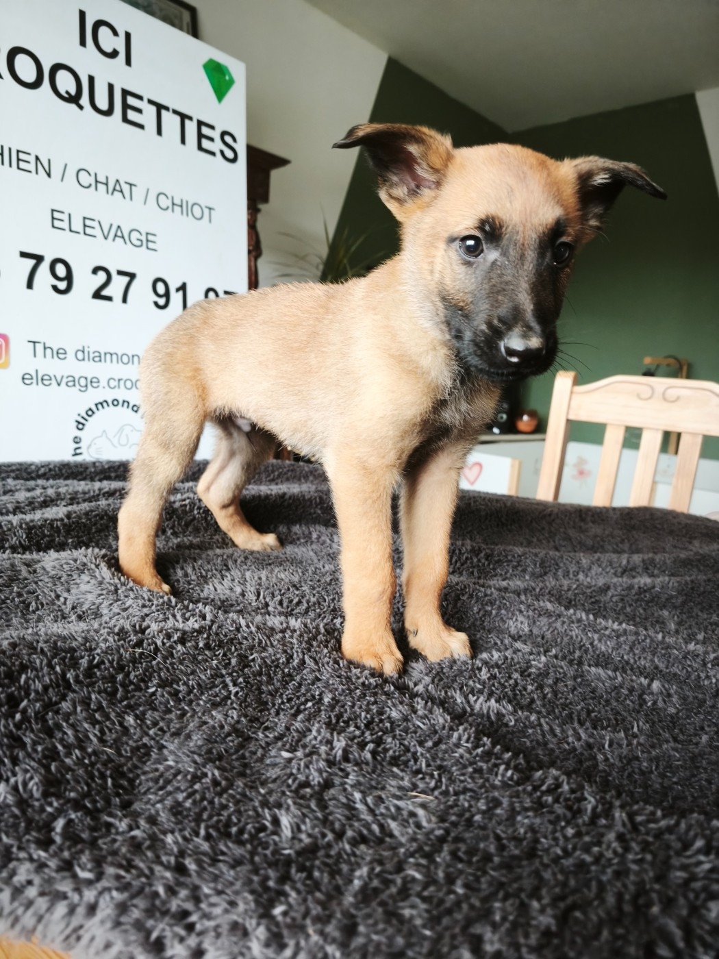 The Diamond Family - Chiots disponibles - Berger Belge