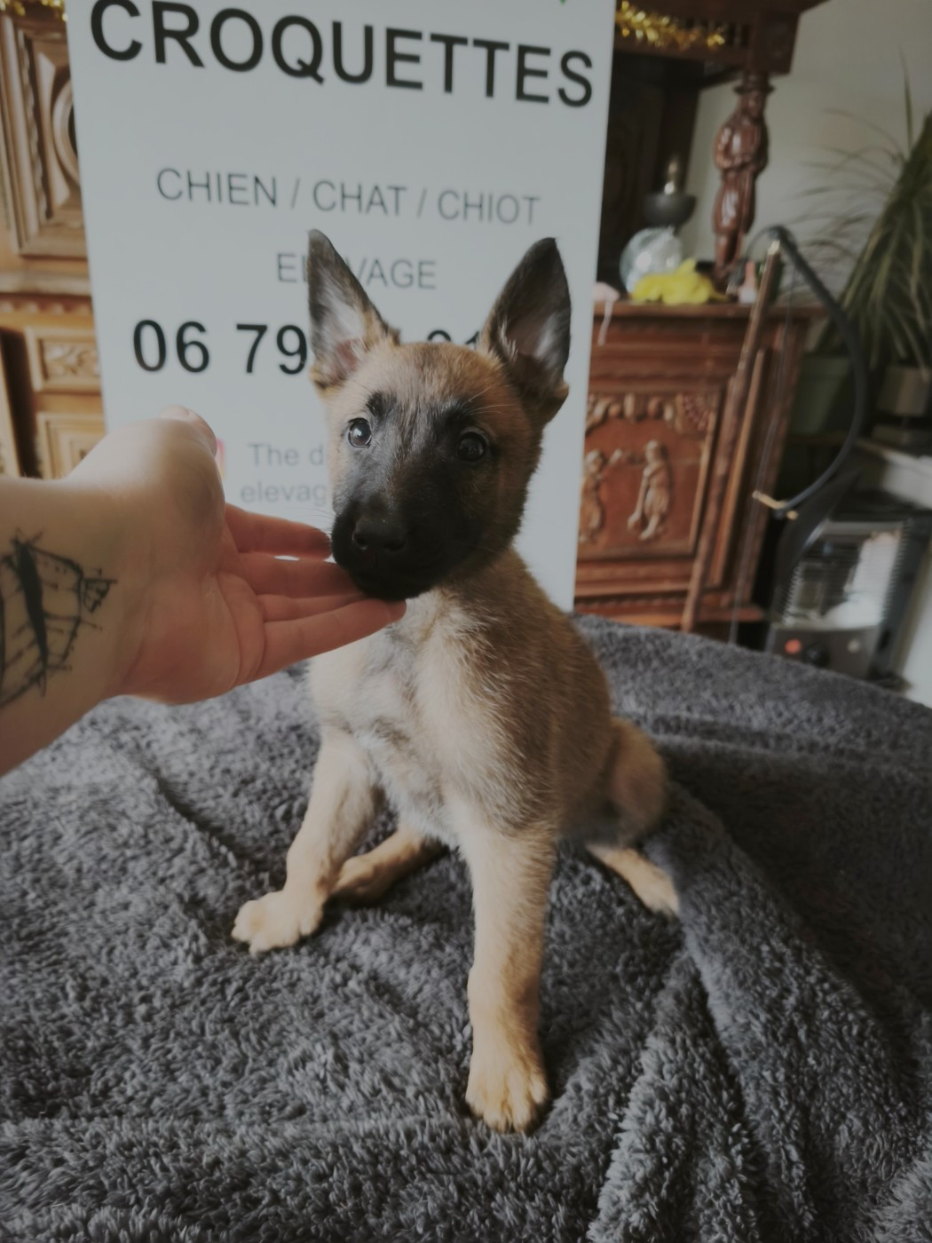 The Diamond Family - Chiots disponibles - Berger Belge
