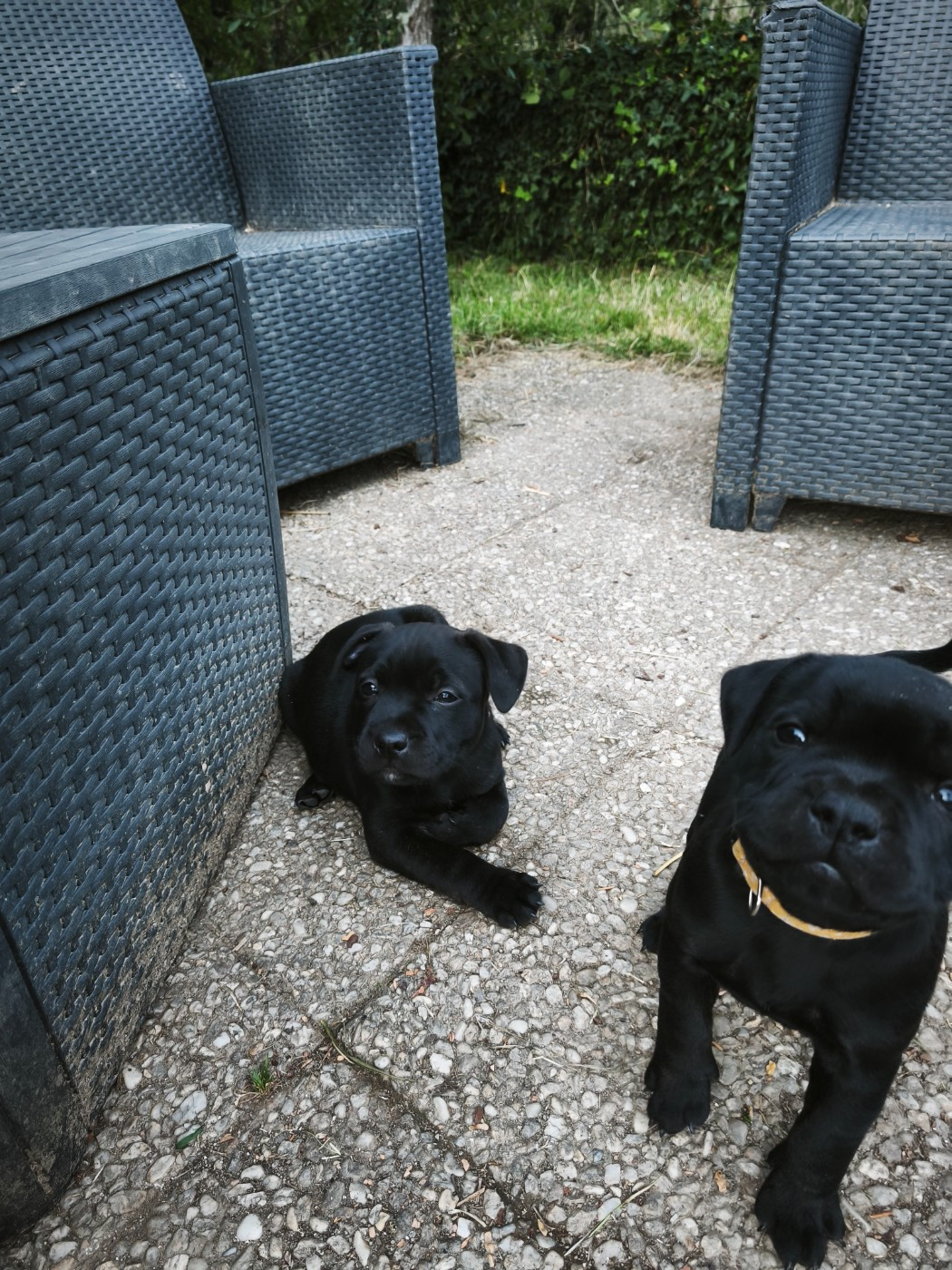 The Diamond Family - Chiots disponibles - Staffordshire Bull Terrier