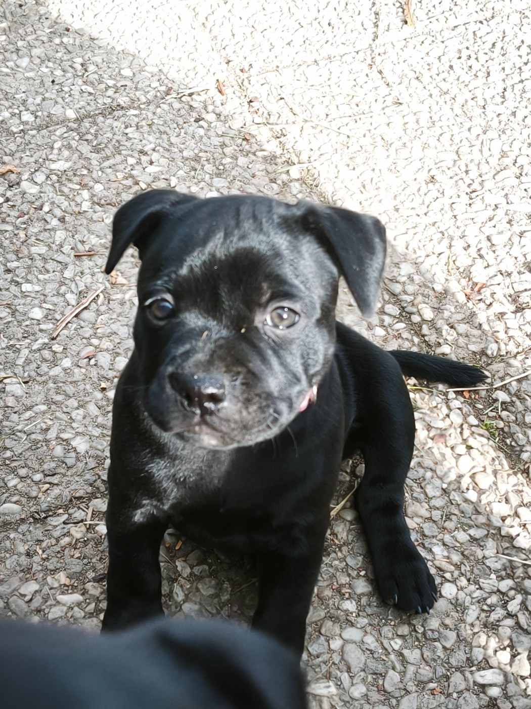 The Diamond Family - Chiots disponibles - Staffordshire Bull Terrier