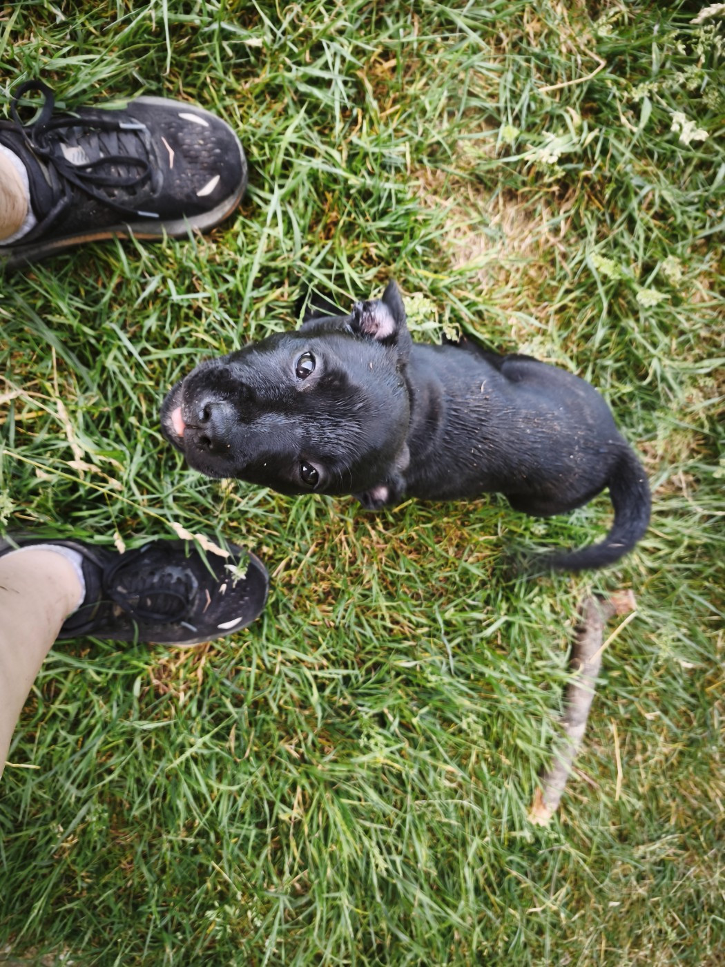 The Diamond Family - Chiots disponibles - Staffordshire Bull Terrier