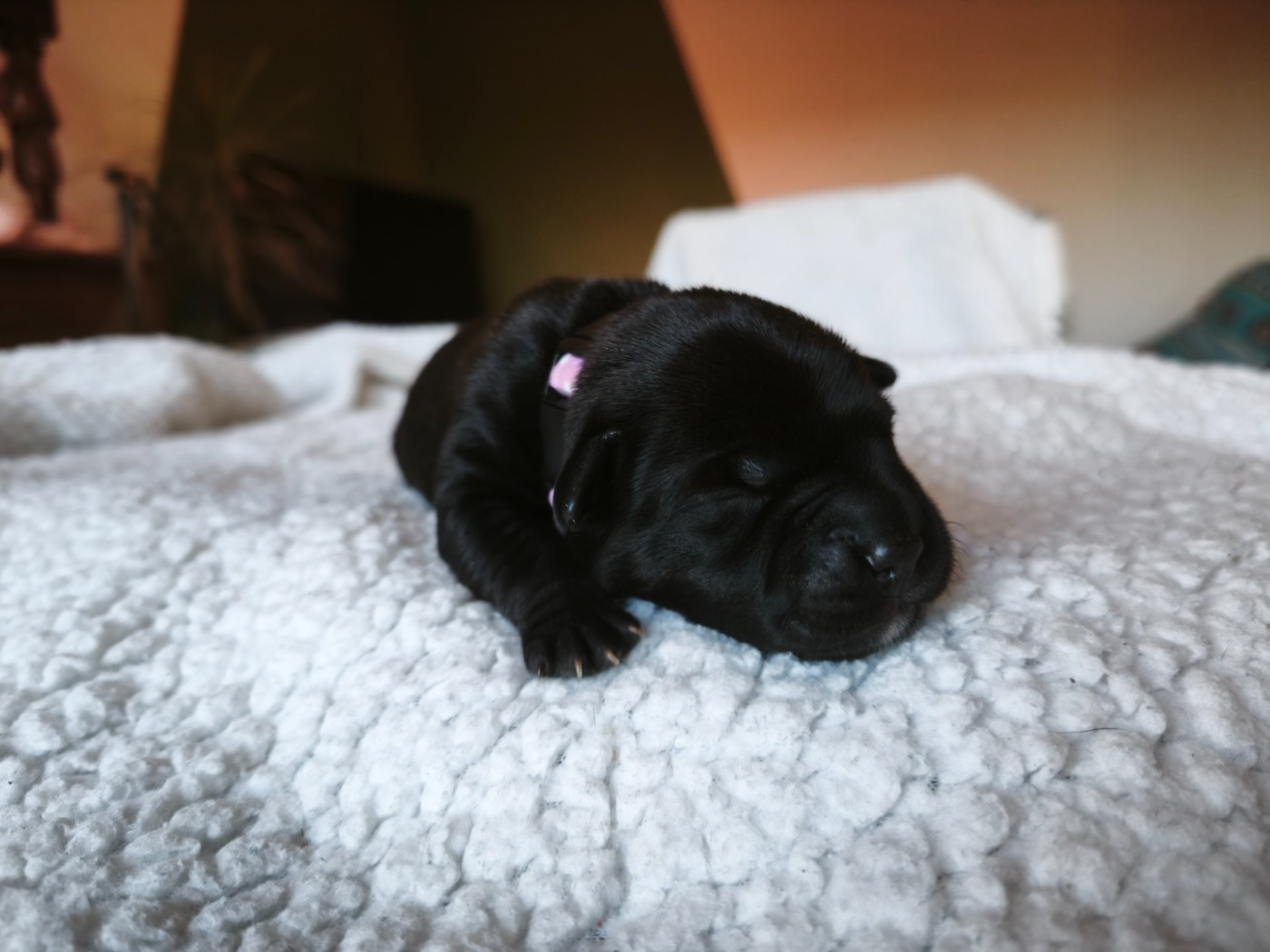 The Diamond Family - Chiots disponibles - Staffordshire Bull Terrier