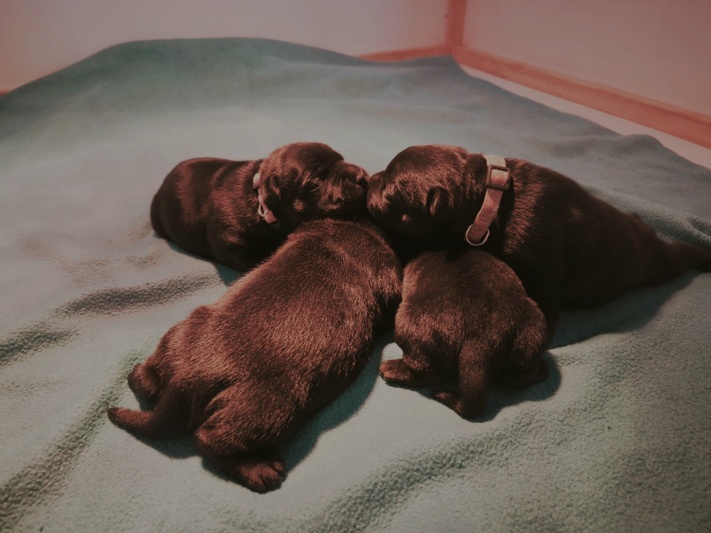 The Diamond Family - Chiots disponibles - Staffordshire Bull Terrier