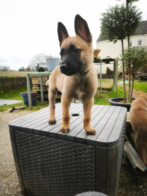 Azure the diamond family